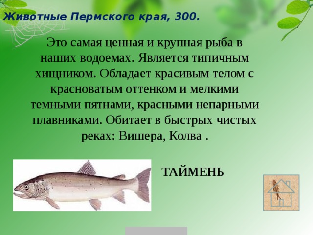 Животные Пермского края, 300. Это самая ценная и крупная рыба в наших водоемах. Является типичным хищником. Обладает красивым телом с красноватым оттенком и мелкими темными пятнами, красными непарными плавниками. Обитает в быстрых чистых реках: Вишера, Колва . ТАЙМЕНЬ 