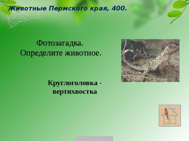 Животные Пермского края, 400. Фотозагадка. Определите животное. Круглоголовка - вертихвостка 