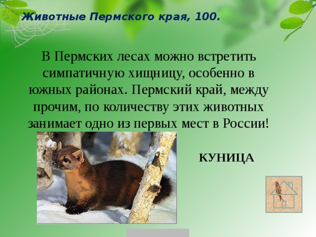 Животные Пермского края, 100. В Пермских лесах можно встретить симпатичную хищницу, особенно в южных районах. Пермский край, между прочим, по количеству этих животных занимает одно из первых мест в России! КУНИЦА 