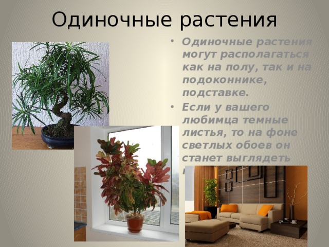комнатные растения в интерьере размещают