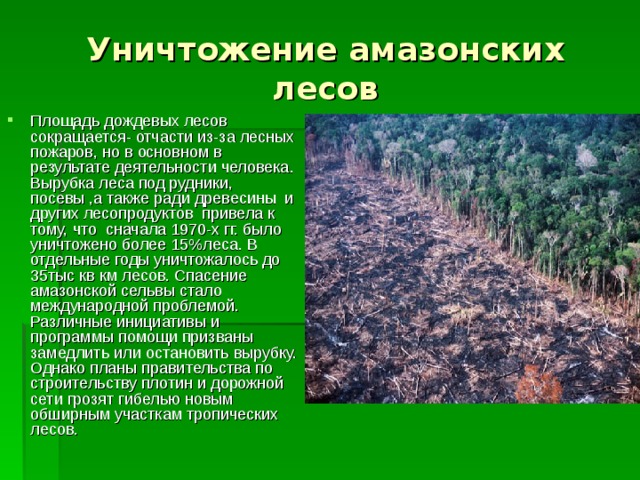 Причины вырубки лесов. Уничтожение лесов последствия. Уничтожение тропических лесов последствия. Последствия истребления лесов. Деятельности человека вырубка леса.