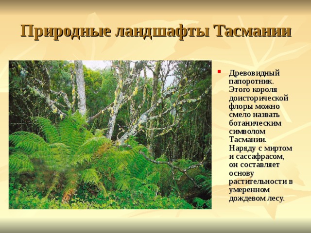 Природные ландшафты Тасмании Древовидный папоротник. Этого короля доисторической флоры можно смело назвать ботаническим символом Тасмании. Наряду с миртом и сассафрасом, он составляет основу растительности в умеренном дождевом лесу. 