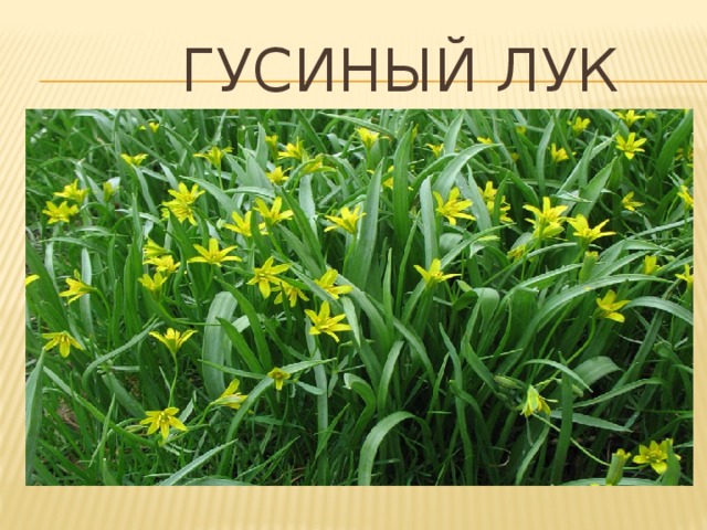  Гусиный лук 