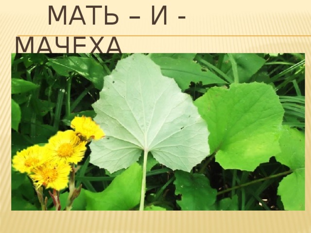 Мать – и - мачеха 