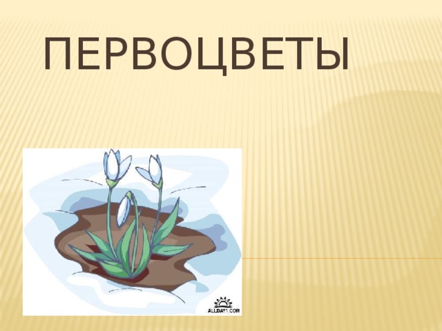 Первоцветы 