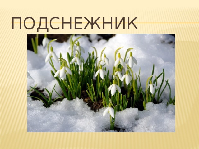  подснежник 