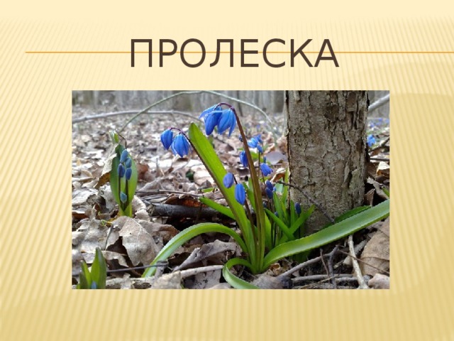  пролеска 