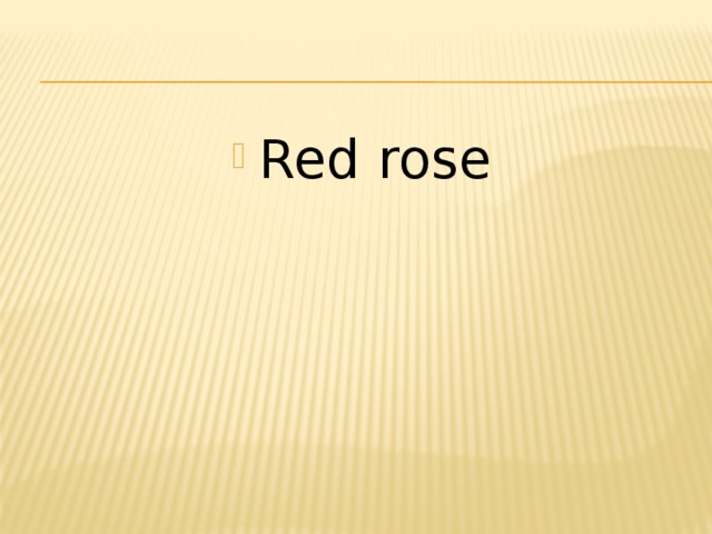 Red rose 