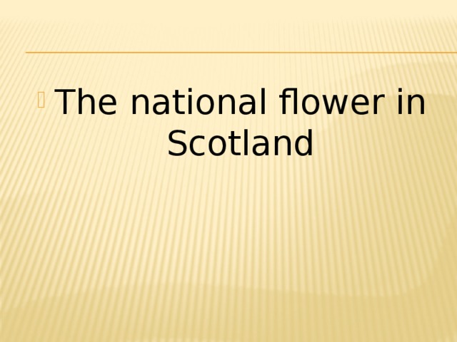 The national flower in Scotland 
