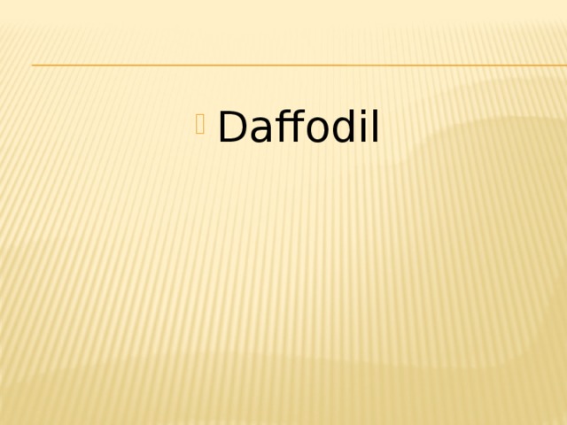 Daffodil 