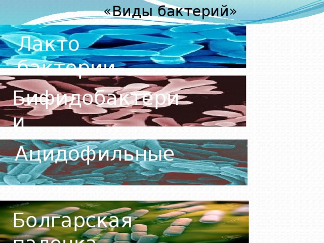  «Виды бактерий» Лакто бактерии Бифидобактерии Ацидофильные Болгарская палочка 