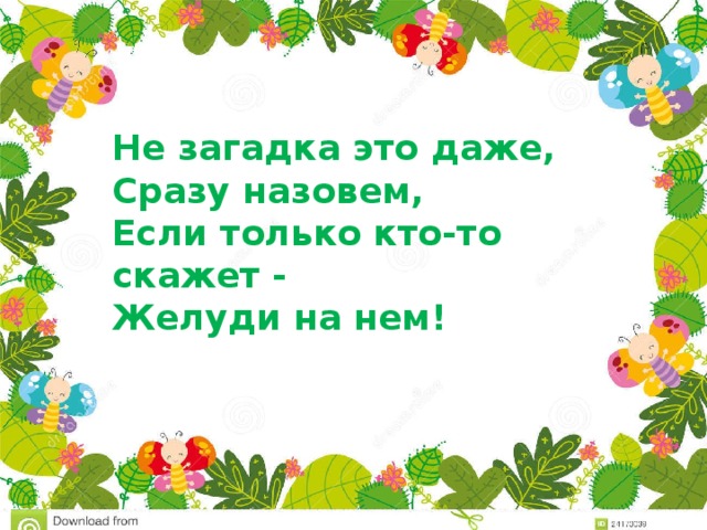 Не загадка это даже,  Сразу назовем,  Если только кто-то скажет -  Желуди на нем! 