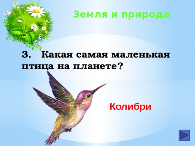 Земля и природа 3.  Какая самая маленькая птица на планете? Колибри