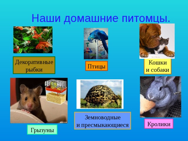 Наши домашние питомцы. Декоративные рыбки Кошки и собаки Птицы Земноводные и пресмыкающиеся Кролики Грызуны 