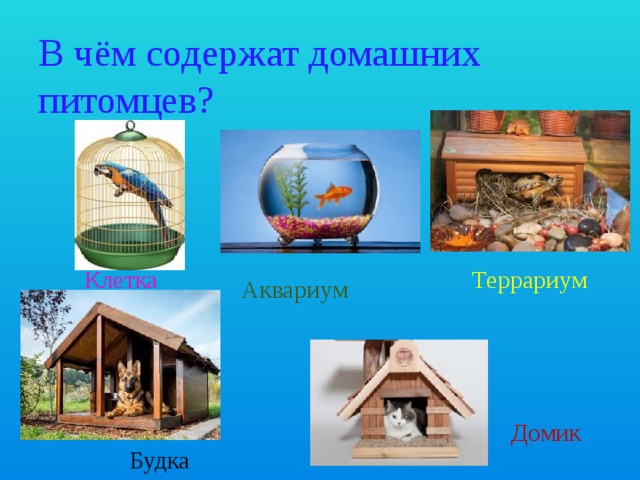 В чём содержат домашних питомцев? Клетка Террариум Аквариум Домик Будка 