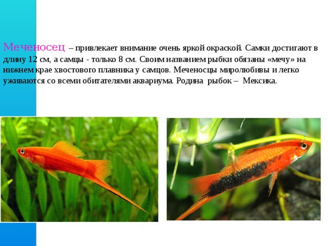 Меченосец  – привлекает внимание очень яркой окраской. Самки достигают в длину 12 см, а самцы - только 8 см. Своим названием рыбки обязаны «мечу» на нижнем крае хвостового плавника у самцов. Меченосцы миролюбивы и легко уживаются со всеми обитателями аквариума. Родина рыбок – Мексика. 