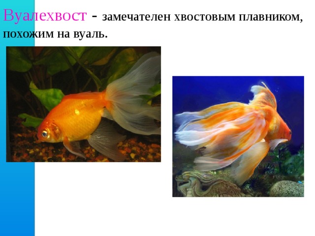 Вуалехвост  - замечателен хвостовым плавником, похожим на вуаль. 