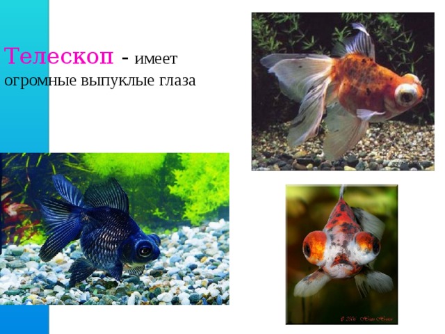 Телескоп - имеет огромные выпуклые глаза 