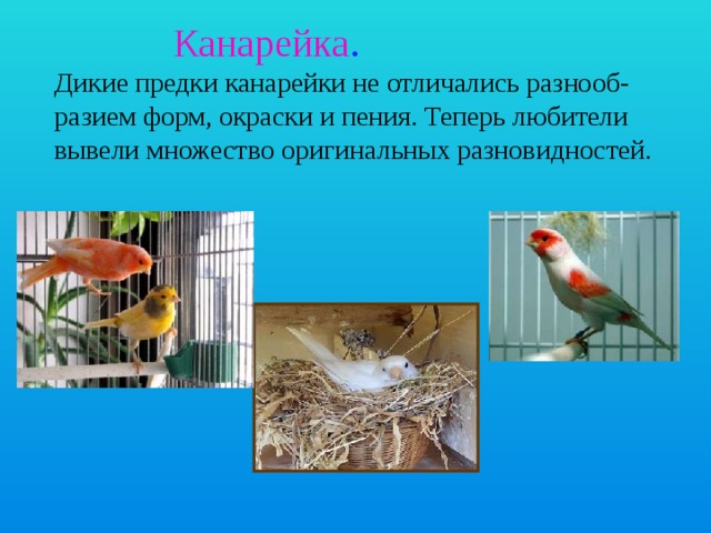 Канарейка . Дикие предки канарейки не отличались разнооб- разием форм, окраски и пения. Теперь любители вывели множество оригинальных разновидностей. 