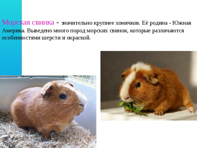 Морская свинка - значительно крупнее хомячков. Её родина - Южная Америка. Выведено много пород морских свинок, которые различаются особенностями шерсти и окраской. 