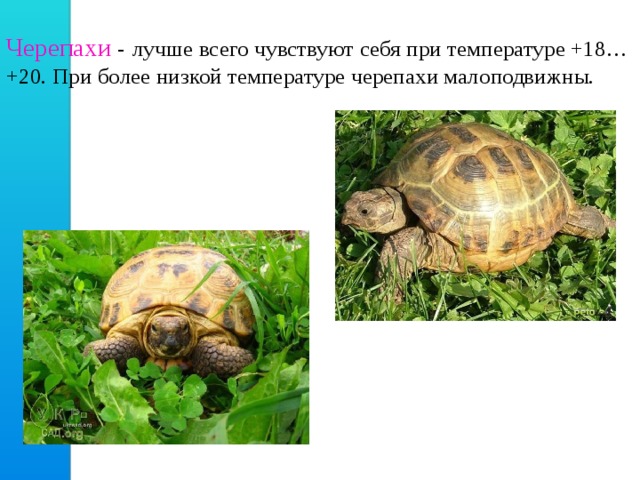 Черепахи  -  лучше всего чувствуют себя при температуре +18… +20. При более низкой температуре черепахи малоподвижны. 
