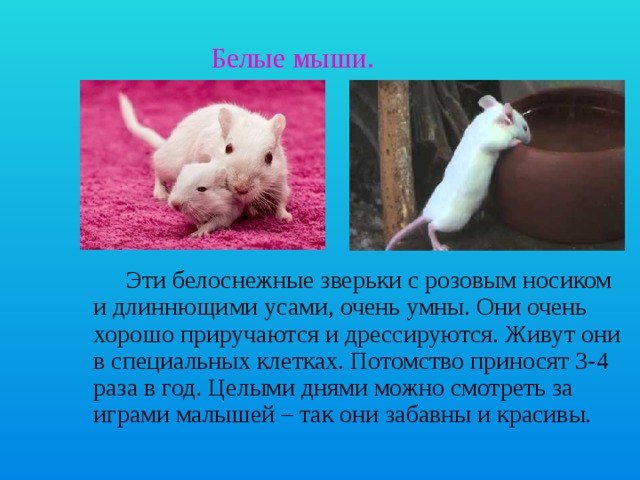  Белые мыши.   Эти белоснежные зверьки с розовым носиком и длиннющими усами, очень умны. Они очень хорошо приручаются и дрессируются. Живут они в специальных клетках. Потомство приносят 3-4 раза в год. Целыми днями можно смотреть за играми малышей – так они забавны и красивы. 