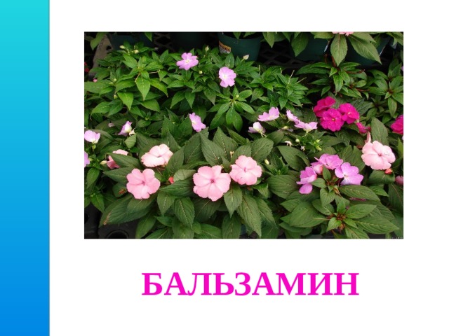 БАЛЬЗАМИН 