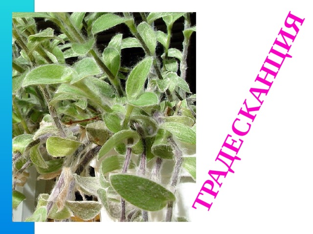 ТРАДЕСКАНЦИЯ 