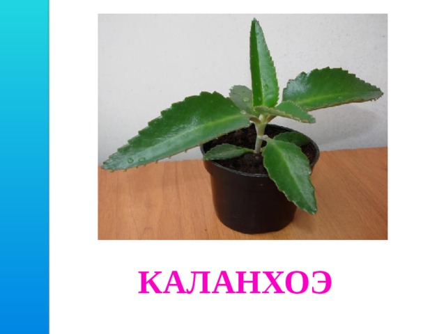 КАЛАНХОЭ 