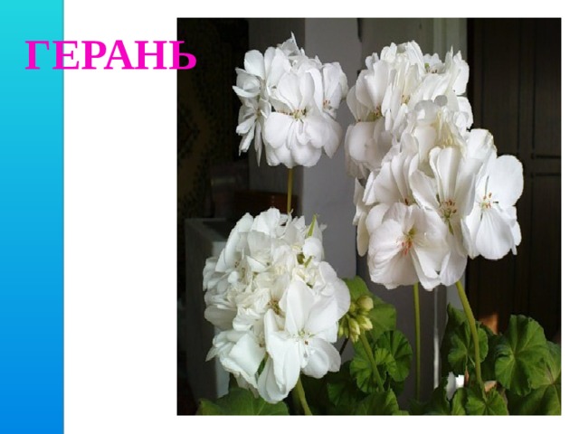 ГЕРАНЬ 