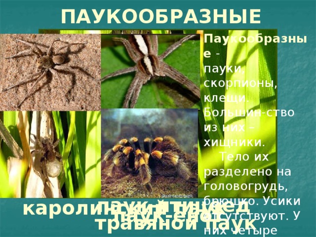 Класс паукообразные общая характеристика. Основные характеристики паукообразных. Выберите признаки животных класса паукообразные усики отсутствуют. Членистоногие представители паукообразные. К какому типу относятся паукообразные.