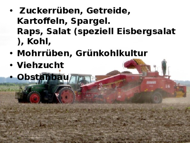   Zuckerrüben, Getreide, Kartoffeln, Spargel. Raps, Salat (speziell Eisbergsalat), Kohl,  Mohrrüben, Grünkohlkultur  Viehzucht  Obstanbau  