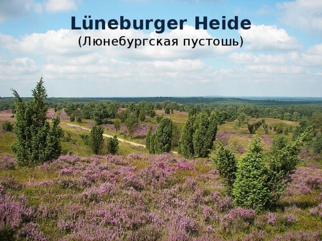 Lüneburger Heide  (Люнебургская пустошь) 