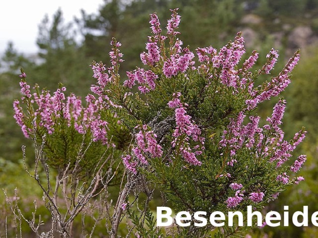 Besenheide   