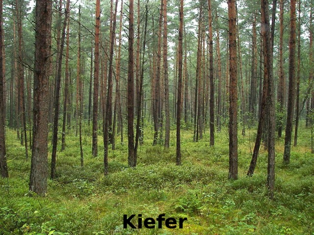 Kiefer 