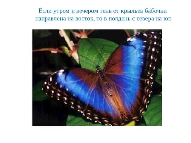 Если утром и вечером тень от крыльев бабочки  направлена на восток, то в полдень с севера на юг. 