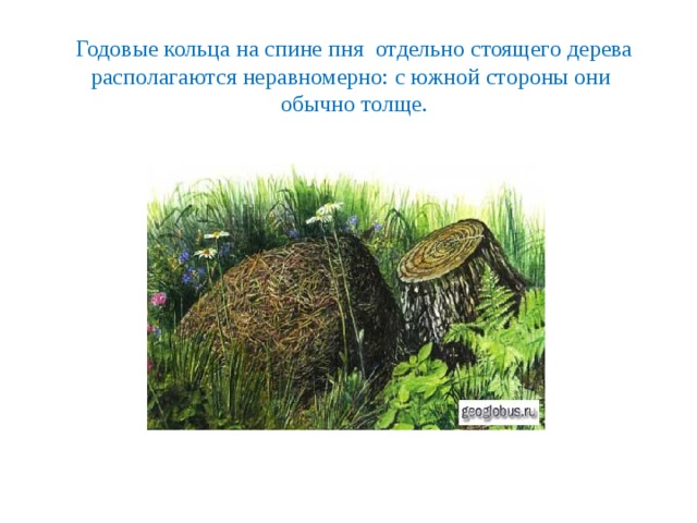 Годовые кольца на спине пня отдельно стоящего дерева располагаются неравномерно: с южной стороны они обычно толще. 