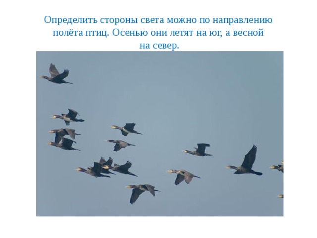 Определить стороны света можно по направлению полёта птиц. Осенью они летят на юг, а весной на север. 