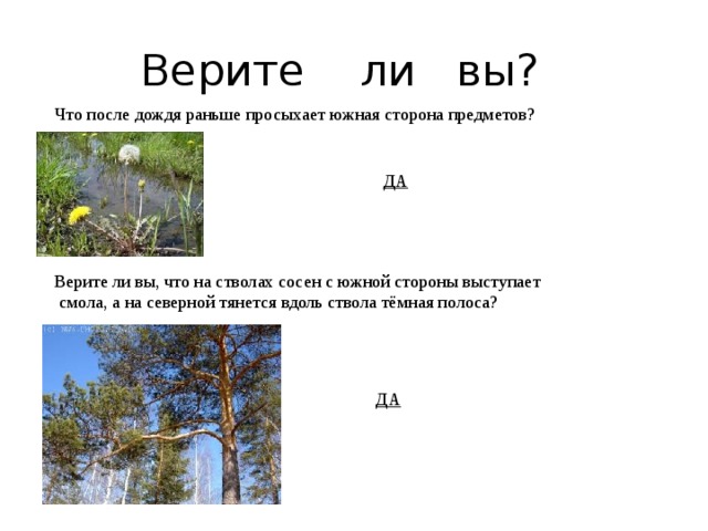  Верите ли вы? Что после дождя раньше просыхает южная сторона предметов? ДА Верите ли вы, что на стволах сосен с южной стороны выступает  смола, а на северной тянется вдоль ствола тёмная полоса? ДА 