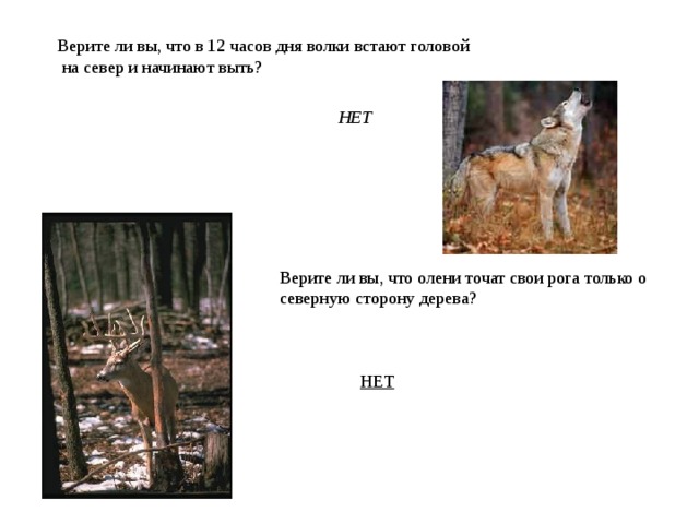 Верите ли вы, что в 12 часов дня волки встают головой  на север и начинают выть? НЕТ Верите ли вы, что олени точат свои рога только о северную сторону дерева? НЕТ 