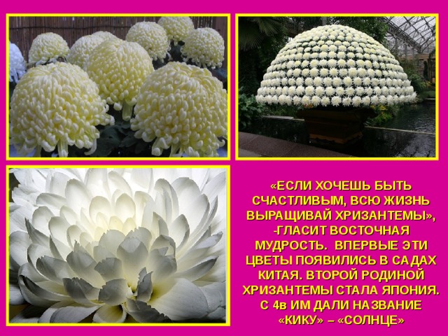 «ЕСЛИ ХОЧЕШЬ БЫТЬ СЧАСТЛИВЫМ, ВСЮ ЖИЗНЬ ВЫРАЩИВАЙ ХРИЗАНТЕМЫ», -ГЛАСИТ ВОСТОЧНАЯ МУДРОСТЬ. ВПЕРВЫЕ ЭТИ ЦВЕТЫ ПОЯВИЛИСЬ В САДАХ КИТАЯ. ВТОРОЙ РОДИНОЙ ХРИЗАНТЕМЫ СТАЛА ЯПОНИЯ. С 4в ИМ ДАЛИ НАЗВАНИЕ «КИКУ» – «СОЛНЦЕ» 