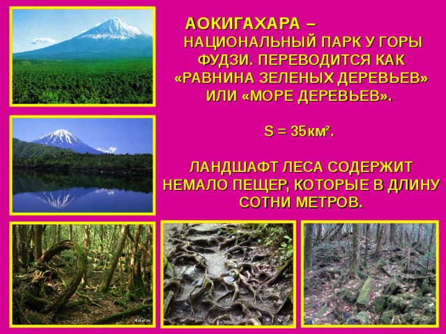 АОКИГАХАРА –   НАЦИОНАЛЬНЫЙ ПАРК У ГОРЫ ФУДЗИ. ПЕРЕВОДИТСЯ КАК «РАВНИНА ЗЕЛЕНЫХ ДЕРЕВЬЕВ» ИЛИ «МОРЕ ДЕРЕВЬЕВ».  S = 35км².  ЛАНДШАФТ ЛЕСА СОДЕРЖИТ НЕМАЛО ПЕЩЕР, КОТОРЫЕ В ДЛИНУ СОТНИ МЕТРОВ. 