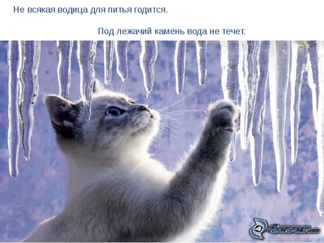 Не всякая водица для питья годится.  Под лежачий камень вода не течет. 