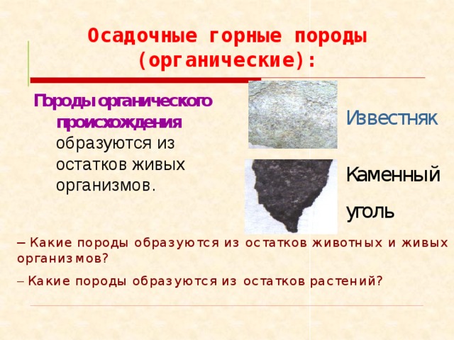 Порода 4 букв. Осадочные горные породы органического происхождения. Породы осадочного происхождения.