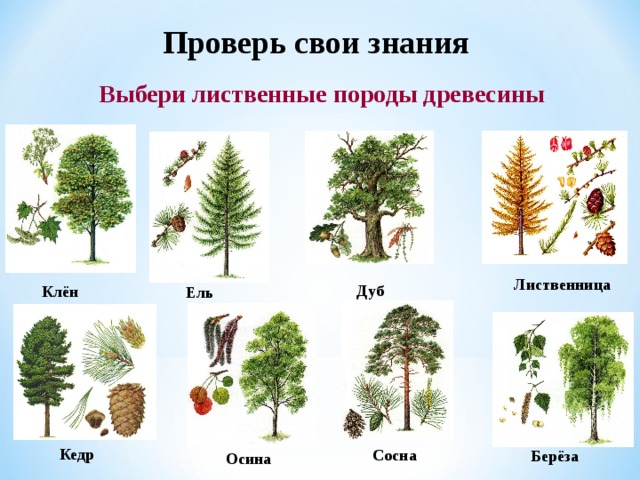 Проверь свои знания Выбери лиственные породы древесины Лиственница Дуб Клён Ель Кедр Сосна Берёза Осина 