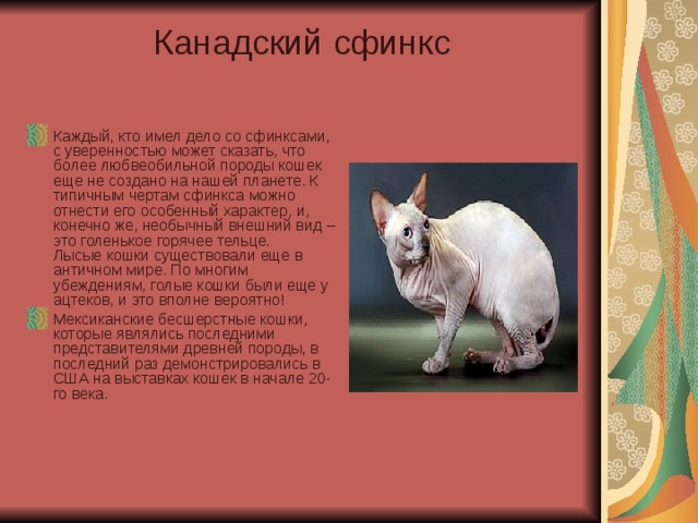 сфинкс характер описание и фото способны