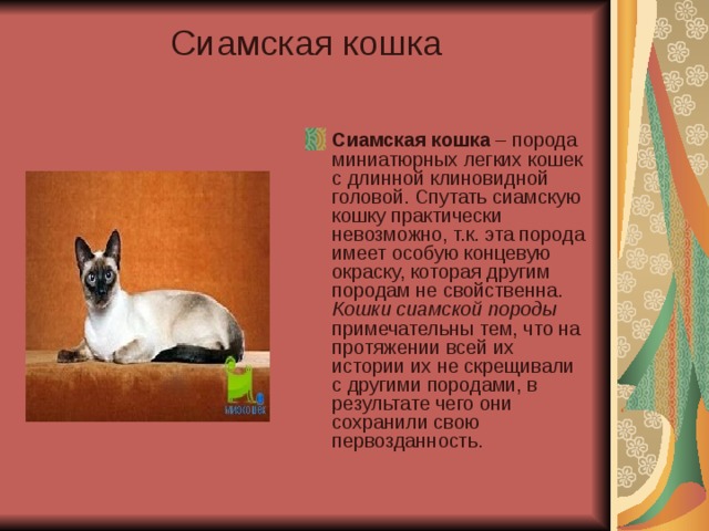 Сиамская кошка   Сиамская кошка – порода миниатюрных легких кошек с длинной клиновидной головой. Спутать сиамскую кошку практически невозможно, т.к. эта порода имеет особую концевую окраску, которая другим породам не свойственна.  Кошки сиамской породы примечательны тем, что на протяжении всей их истории их не скрещивали с другими породами, в результате чего они сохранили свою первозданность. 