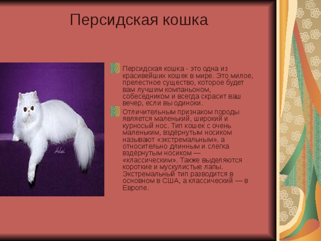 Персидская кошка   Персидская кошка - это одна из красивейших кошек в мире. Это милое, прелестное существо, которое будет вам лучшим компаньоном, собеседником и всегда скрасит ваш вечер, если вы одиноки. Отличительным признаком породы является маленький, широкий и курносый нос. Тип кошек с очень маленьким, вздёрнутым носиком называют «экстремальным», а относительно длинным и слегка вздёрнутым носиком — «классическим». Также выделяются короткие и мускулистые лапы. Экстремальный тип разводится в основном в США, а классический — в Европе. 