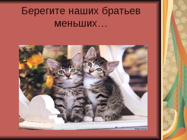 Берегите наших братьев меньших… 