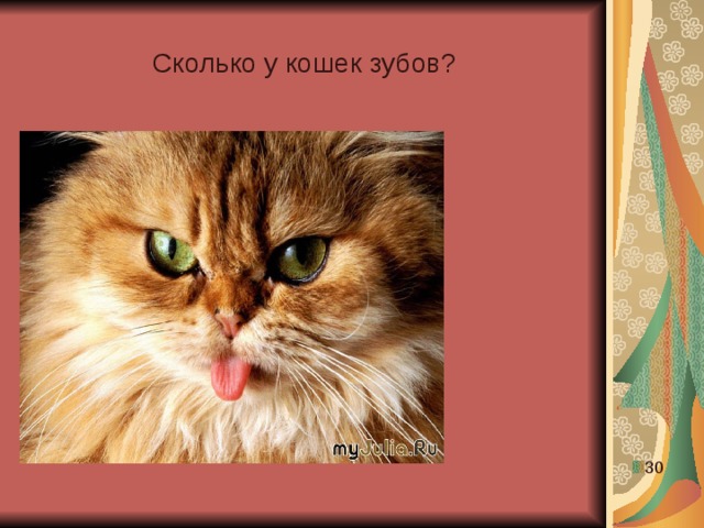 Сколько у кошек зубов? 30 30 